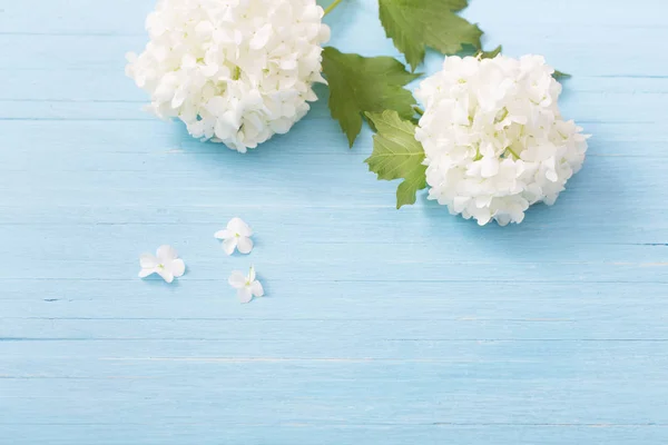 Viburnum Decorativo Sobre Fondo Madera — Foto de Stock