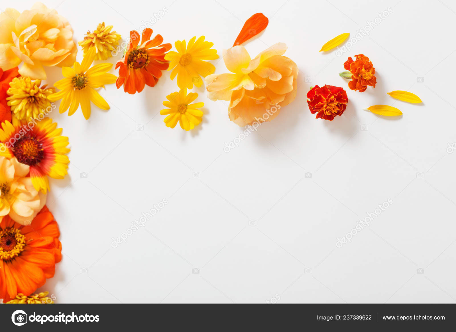 White And Orange Flower Background