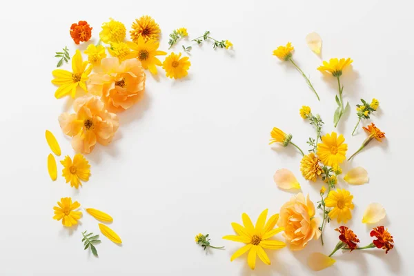 Flores Amarelas Cor Laranja Fundo Branco — Fotografia de Stock