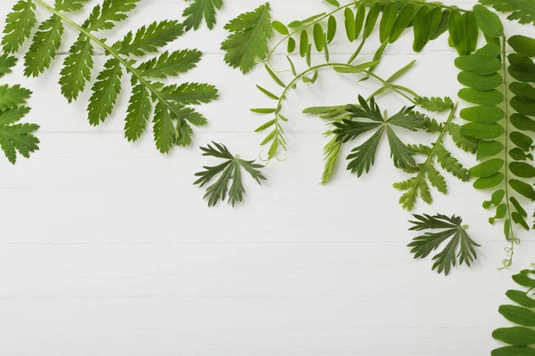白色木制背景上的绿叶 — 图库照片