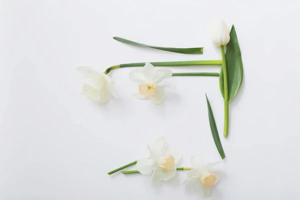 Wiosenne Kwiaty Białym Tle — Zdjęcie stockowe