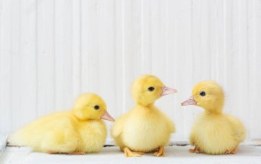 Beyaz ahşap zemin üzerinde ördek yavrusu