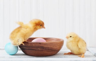 tavuk ve Paskalya yortusu yumurta beyaz ahşap zemin üzerinde