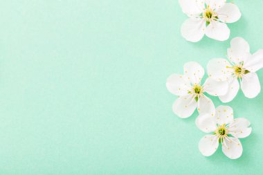 Kağıt arka plan üzerinde kiraz çiçekleri