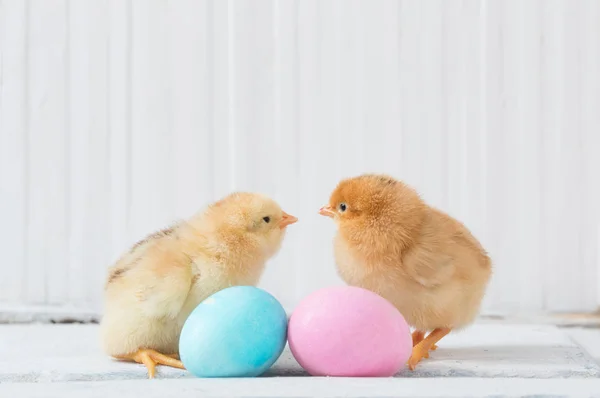 Poulet Oeuf Pâques Sur Fond Bois Blanc — Photo