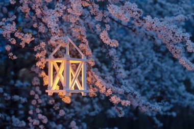 Bahar kiraz ağacı üzerinde mum yanan ile fener