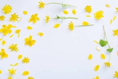 Beyaz arkaplanda sarı çiçekler