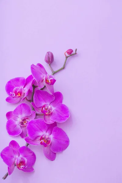Les Belles Fleurs Orchidée — Photo