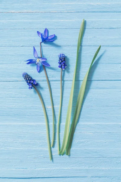 Flores Primavera Sobre Fondo Madera Azul —  Fotos de Stock