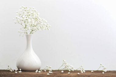 Gypsophila beyaz arka plan üzerinde