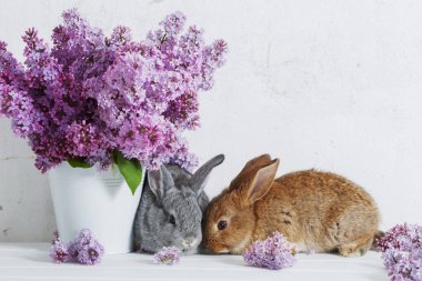 Paskalya tavşanına leylak vazoda beyaz arka plan üzerinde
