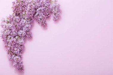 Kağıt arka plan üzerinde güzel lilak