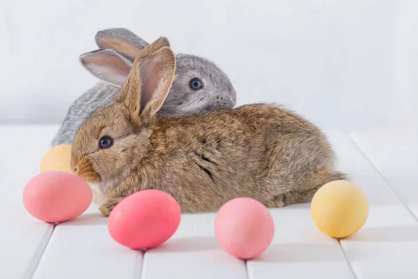 在白色背景与复活节彩蛋的 Bunnyes — 图库照片