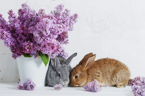 白色背景花瓶中的丁香花复活节兔子 — 图库照片