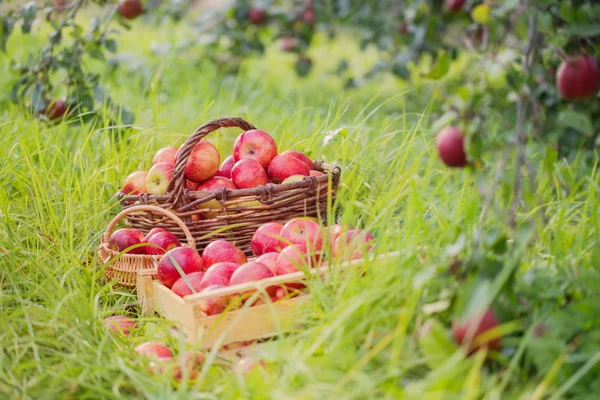 Czerwone Jabłka Zielonej Trawie Letnim Sadzie — Zdjęcie stockowe