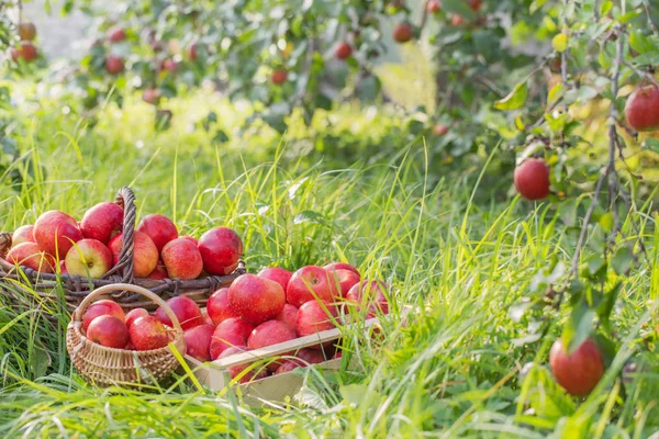 Rote Äpfel Auf Grünem Gras Obstgarten — Stockfoto