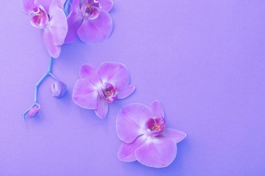 güzel orkide çiçekler