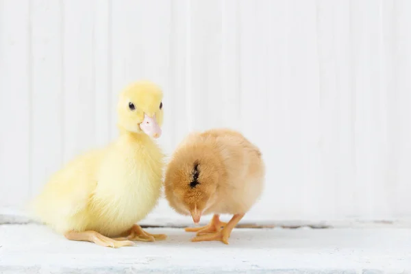 Pato Pollo Sobre Fondo Madera Blanca — Foto de Stock