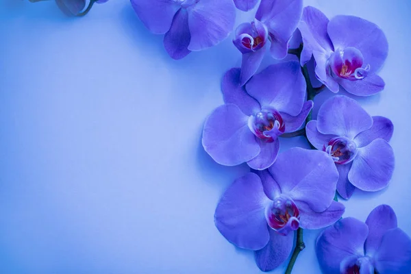 Orquídeas Fundo Azul — Fotografia de Stock