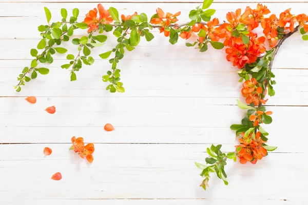 Rote Blumen Auf Weißem Holzhintergrund — Stockfoto