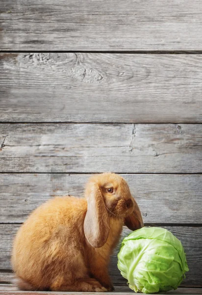 Rolig Kanin Med Kål Trä Bakgrund — Stockfoto
