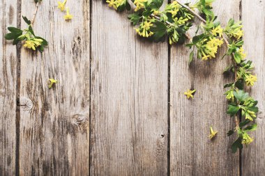 ahşap arka plan bahar dalı