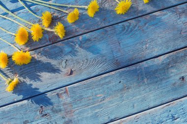 Dandelions eski ahşap zemin üzerine