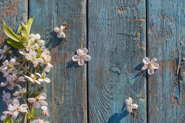 Fleurs Blanches Printemps Sur Vieux Fond Bleu Bois — Photo