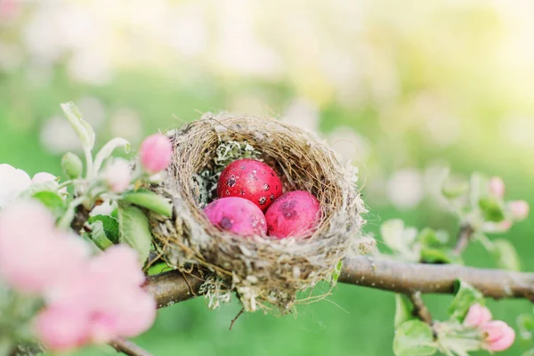 Uova Pasqua Rosa Nel Frutteto Primaverile — Foto Stock