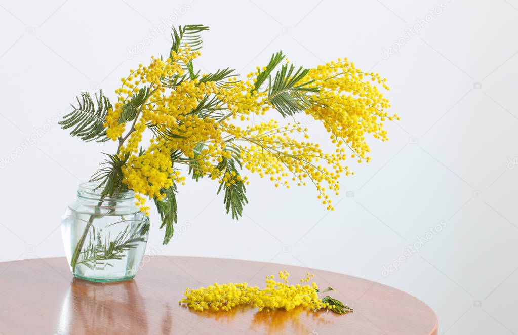 Mimosa in jar on table