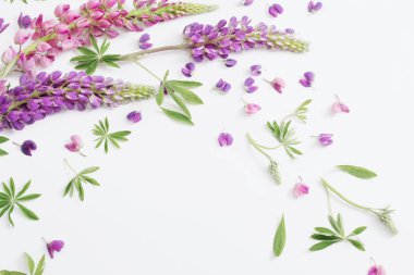 Beyaz arka plan üzerinde acı bakla çiçekler