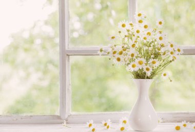 pencere üzerinde vazoda papatya