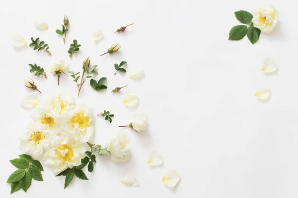 Rose Sfondo Bianco — Foto Stock