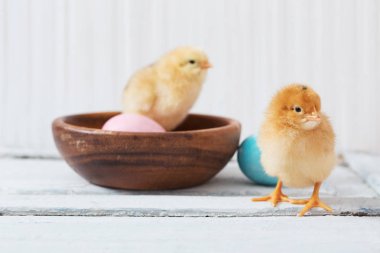 tavuk ve Paskalya yortusu yumurta beyaz ahşap zemin üzerinde