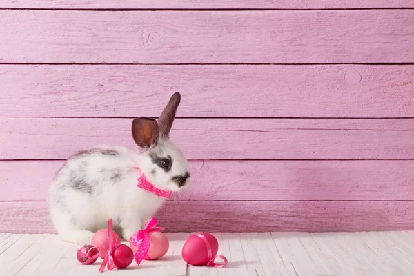 Lapin Pâques Oeufs — Photo