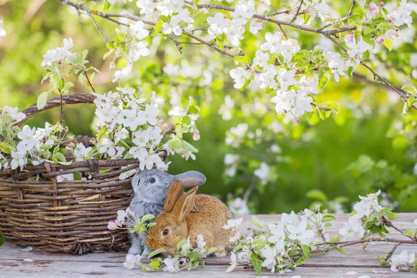 春の果樹園で小さなウサギ — ストック写真