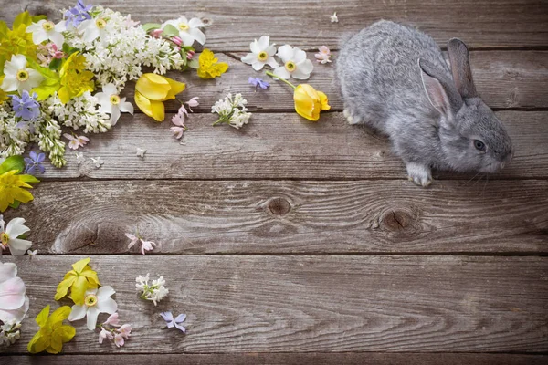 Bunny Spring Flowers Old Wooden Background — Stock Photo, Image