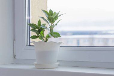 yeşil bitkiler kışın pencere üzerinde
