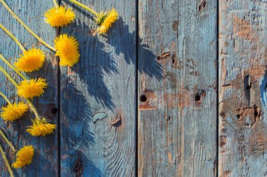 Dandelions eski ahşap zemin üzerine