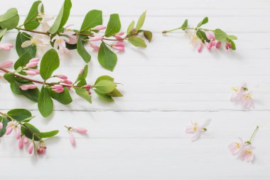 Bush ahşap arka plan üzerinde pembe çiçekli dalları