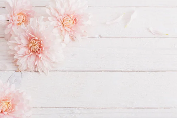 Chrysanthème Sur Fond Blanc Bois — Photo