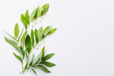 beyaz zemin üzerinde bitkiler