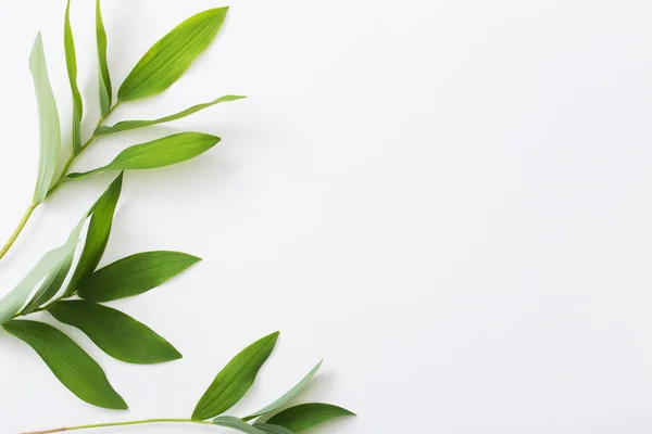 Plantas Sobre Fondo Blanco — Foto de Stock