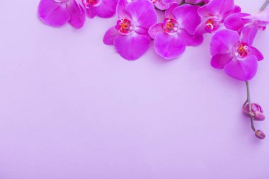 güzel orkide çiçekler