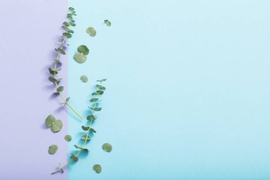 Okaliptüs mavi arka plan üzerinde dalları