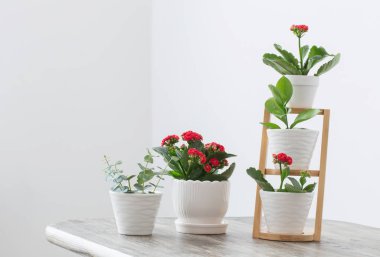 houseplants eski ahşap masa beyaz duvara karşı