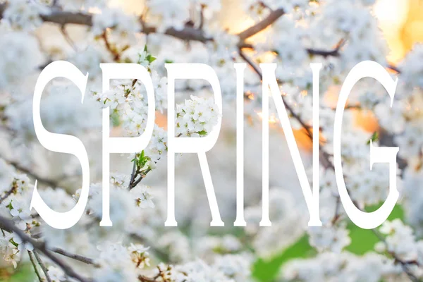 Слово Весна Фоні Квітучої Вишневої Гілки — стокове фото