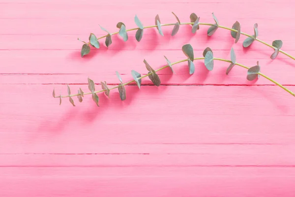 Grenar Eukalyptus Rosa Trä Bakgrund — Stockfoto