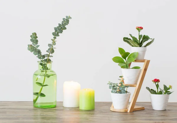 Ranting Eukaliptus Vas Kaca Dan Bunga Latar Belakang Putih — Stok Foto