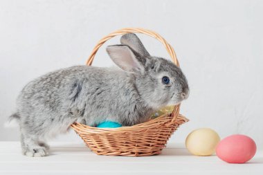 bunny Paskalya ile beyaz arka plan üzerinde yumurta